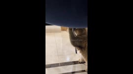Cat amusingly tries to loosen chair screw in Zhejiang, China