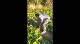 Hilarious struggle to uproot giant radish in Sichuan, China