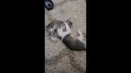 ​Tiny Tabby Kittens Wrestling and Tackling Each Other Next to Slippers