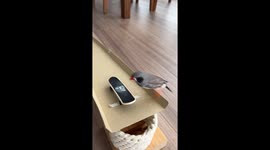 Pet bird skateboards down cardboard ramp in Tokyo, Japan