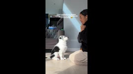 Puppy shows his intelligence with an adorable blink that means “I got it, mama!” — and the internet can’t get enough of this viral moment!.