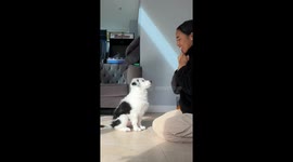 [CLEAN] Puppy shows his intelligence with an adorable blink that means “I got it, mama!” — and the internet can’t get enough of this viral moment!