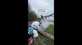 Puppy Love: Border Collie's Adorable Friendship with a Beautiful Horse