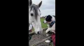 [CLEAN] Puppy Love: Border Collie's Adorable Friendship with a Beautiful Horse