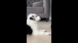 Training My Genius Border Collie Puppy: Using a Shoe as Motivation!