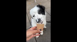 Puppy's First Taste of Heaven! Border Collie Tries Puppuccino [CLEAN]