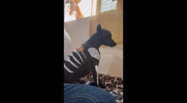 Dog Painted as the Xoloitzcuintli From Mictlan