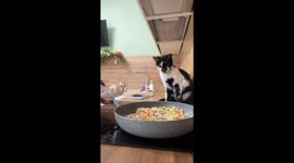 Cat Quick Claws Sausage Out of Pan