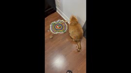 Ginger Cat Thought It’s Holi and Not Diwali