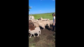 Girl Tries to Ride Sheep