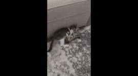 Playful Kitten Executes Perfect Wrestling Takedown Against Couch