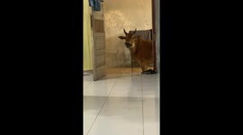 Lost cow seeks shelter at doorstep during flooding in Padang, Indonesia