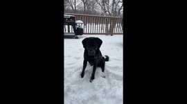 Happy Labrador plays in the fresh snow