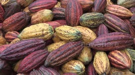 ChocoShow seventh edition draws crowds in Bogota