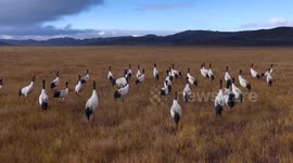 China: China's nature reserves record rise in migratory birds