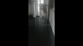 Three-legged rescue meets one-eyed retriever in friendship attempt