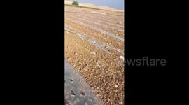 Damage to Palestinian Farmland Reported in Al-Farsiya Area