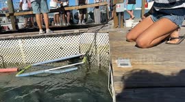 2.5 Years Later! Little Girl Who Had Arm Swallowed by Tarpon Does it Again!