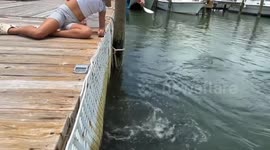 2.5 Years Later! Little Girl Who Had Arm Swallowed by Tarpon Does it Again! Original AND Reboot!