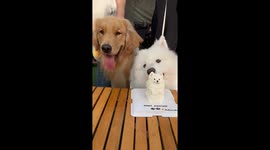 Dog birthday celebration mishap in Shanghai, China