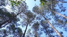 China: China makes remarkable strides in forestry breeding over past 5 years