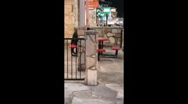 Five Guys Black Bear