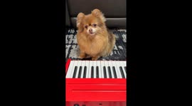 Dog Plays Song About Her New Baby Brother