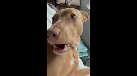 Energetic rescue dog ends owner’s lazy morning — 22.7k views