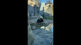 Brown Bear Sneak Attack at the Zoo