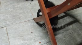 Kitty cat chasing a hornet. French, island of Martinique, Caribbean, West Indies. 30 November 2025