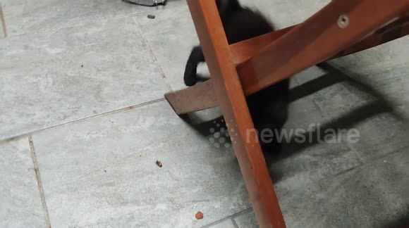 Kitty cat chasing a hornet. French, island of Martinique, Caribbean, West Indies. 30 November 2025