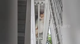 Chubby pet cat found awkwardly stretched out under the roof
