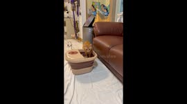 Rescued kitten relaxes with his paws in a home foot spa