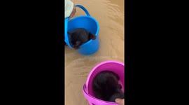 Pet cats carried in buckets to safety during flood