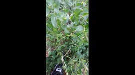 Barista rescues newborn kittens dumped in wasteland