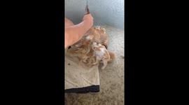 Kind farmer helps mother rabbit feed her energetic litter