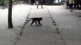 Monkeys don't waste time