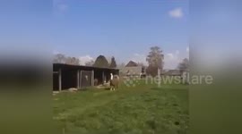 Newsflare Edit - Llama