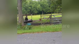 Newsflare Edit - Donkey Calling