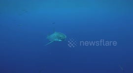 Great White Shark Investigation Swim