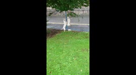 Dog pushing dog on swing