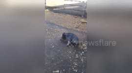 Newsflare Edit - Miracle the minipig!