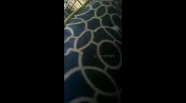 The emotional puppy surprise