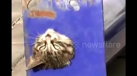 Firefighters rescue cat, stuck in pipe