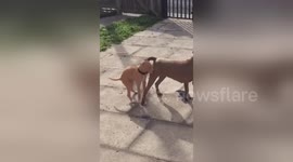 Newsflare Edit - ToyBoy