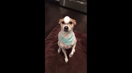 Dog Balances Egg on Head