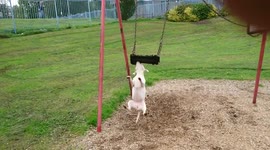 Dog swinging