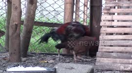 2 hungry geese wait patiently to eat