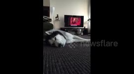 香港：一只喜欢唱国歌的二哈