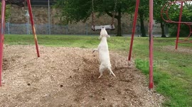 Dog swinging